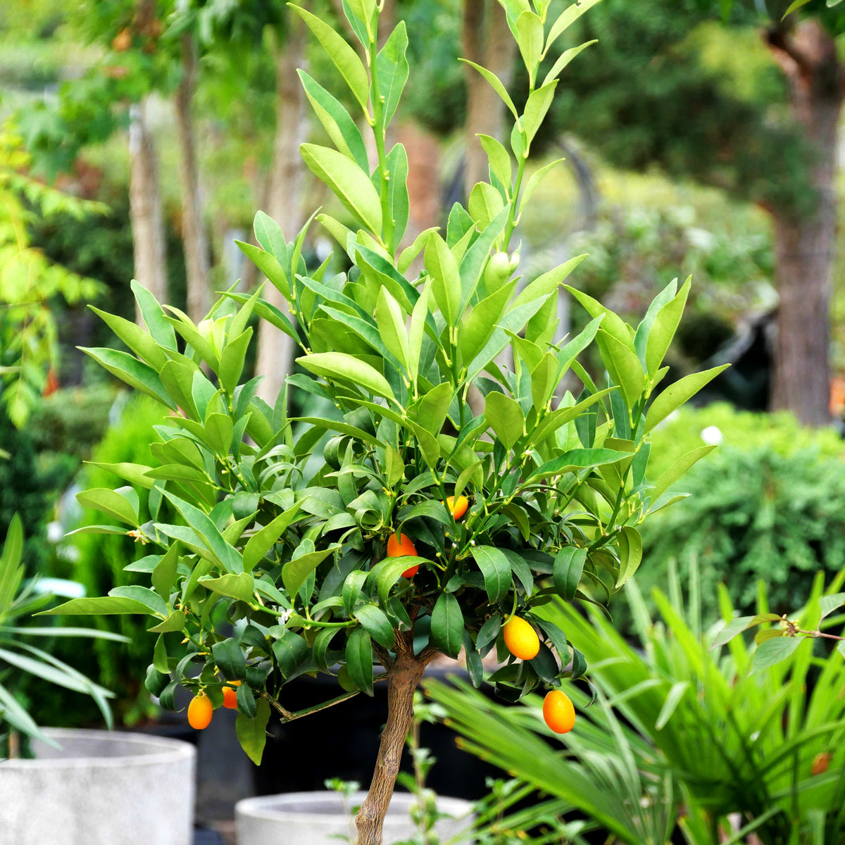 Zitrus 'Kumquat' (Citrus)