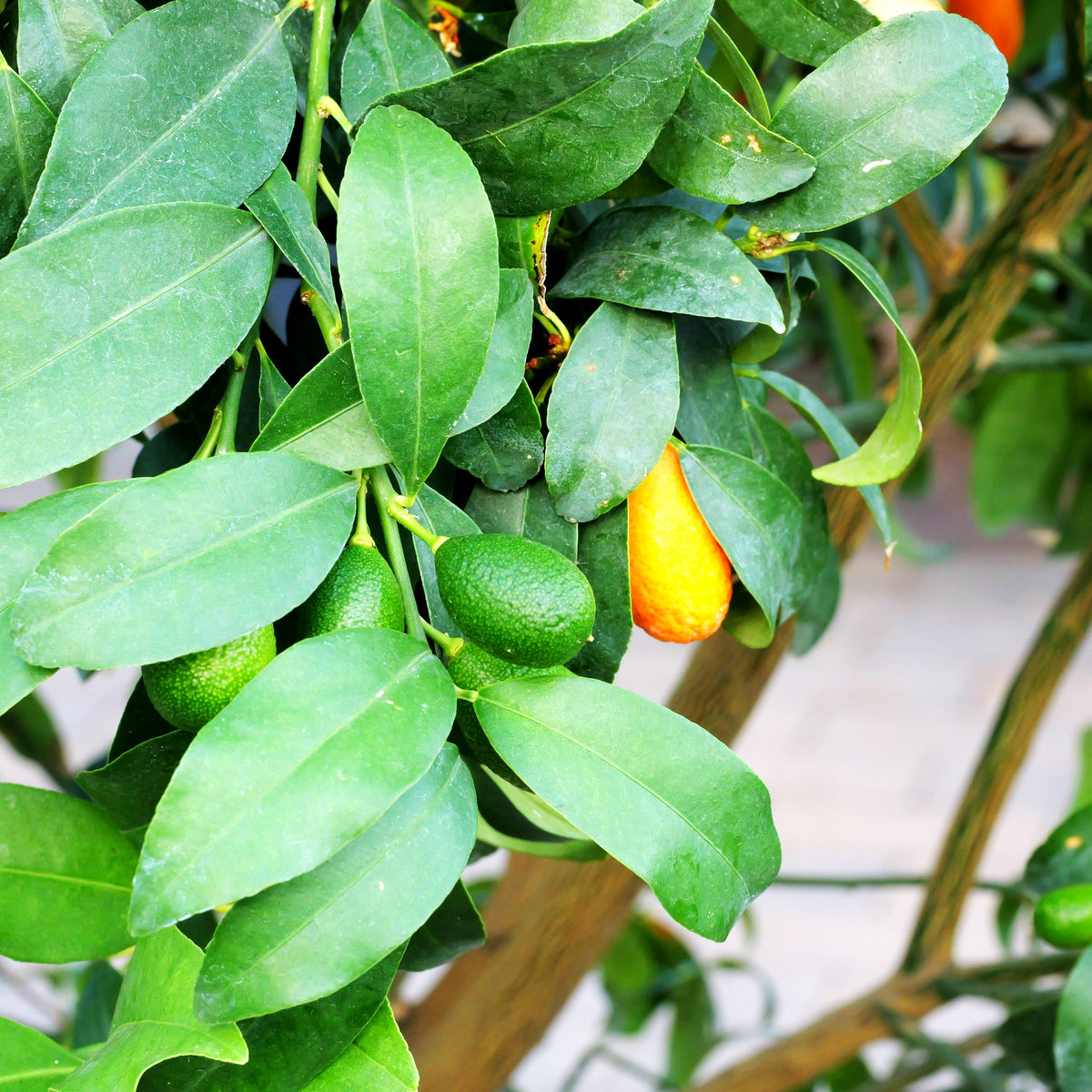 Zitrus 'Kumquat' (Citrus)