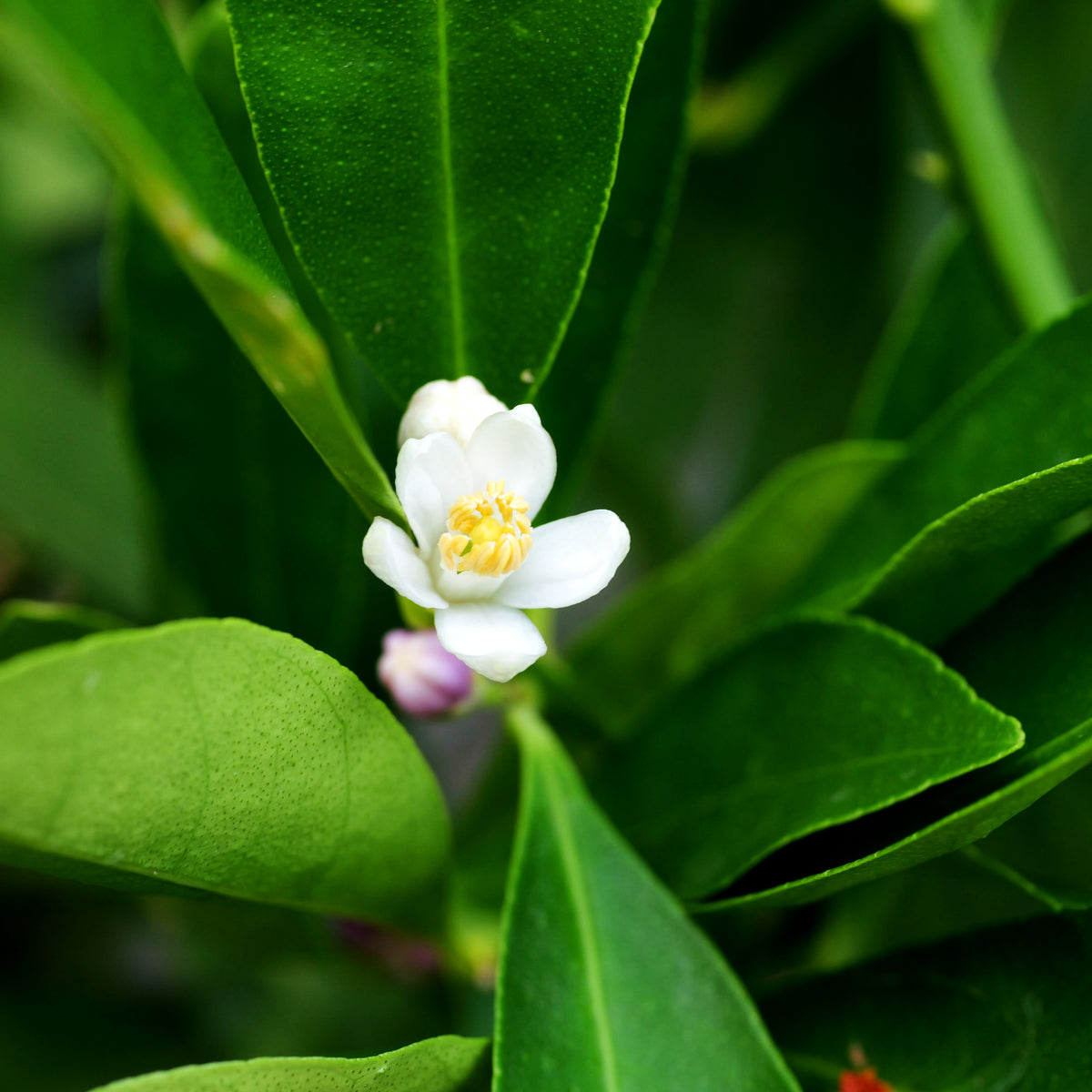 Zitrus 'Kumquat' (Citrus)