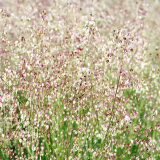 Zittergras (Briza media)