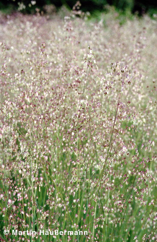 Zittergras (Briza media)