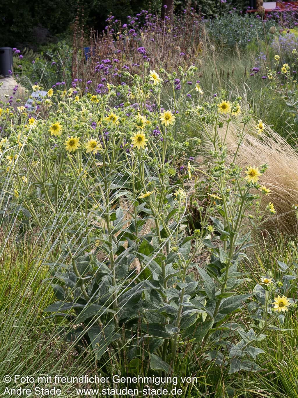 Zottige Becherpflanze (Silphium mohrii)