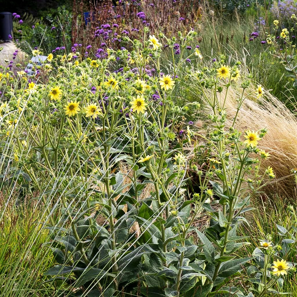 Zottige Becherpflanze (Silphium mohrii)