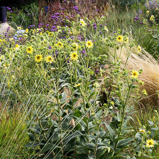 Zottige Becherpflanze (Silphium mohrii)