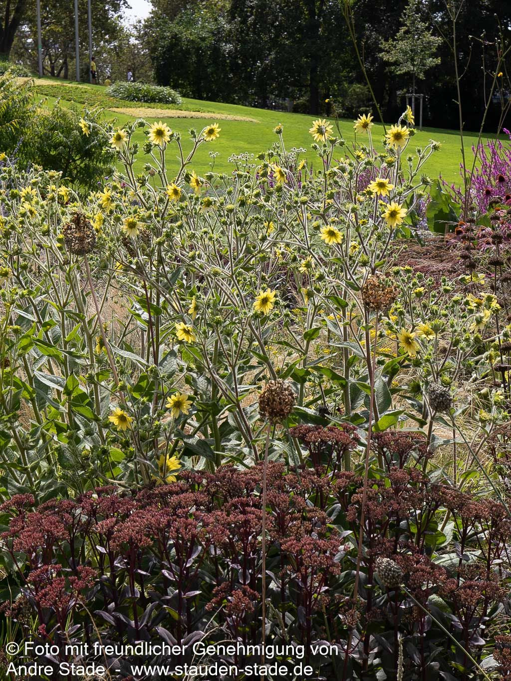 Zottige Becherpflanze (Silphium mohrii)