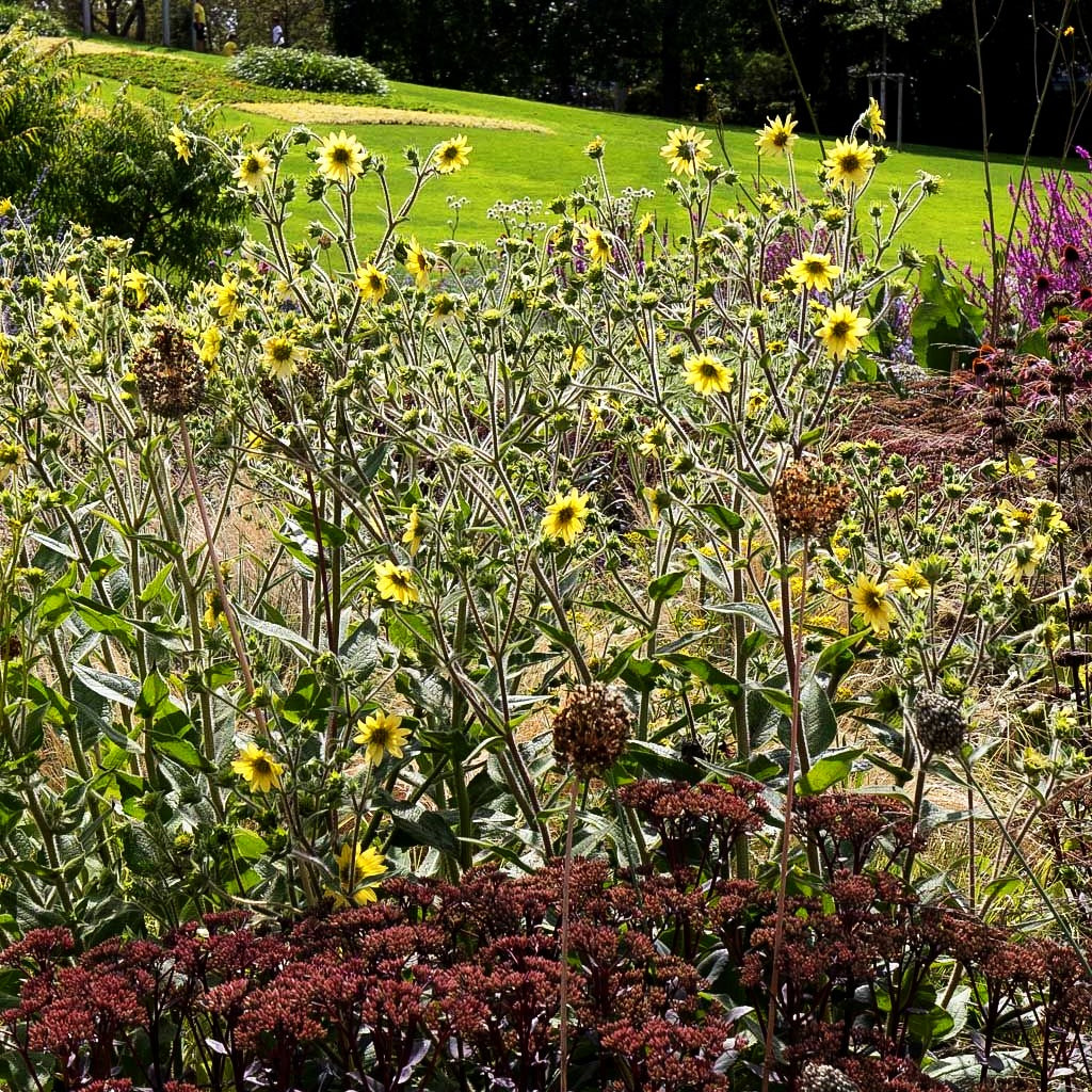 Zottige Becherpflanze (Silphium mohrii)