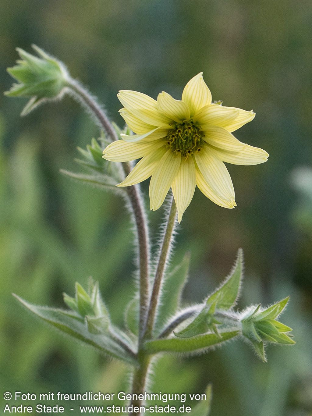 Zottige Becherpflanze (Silphium mohrii)