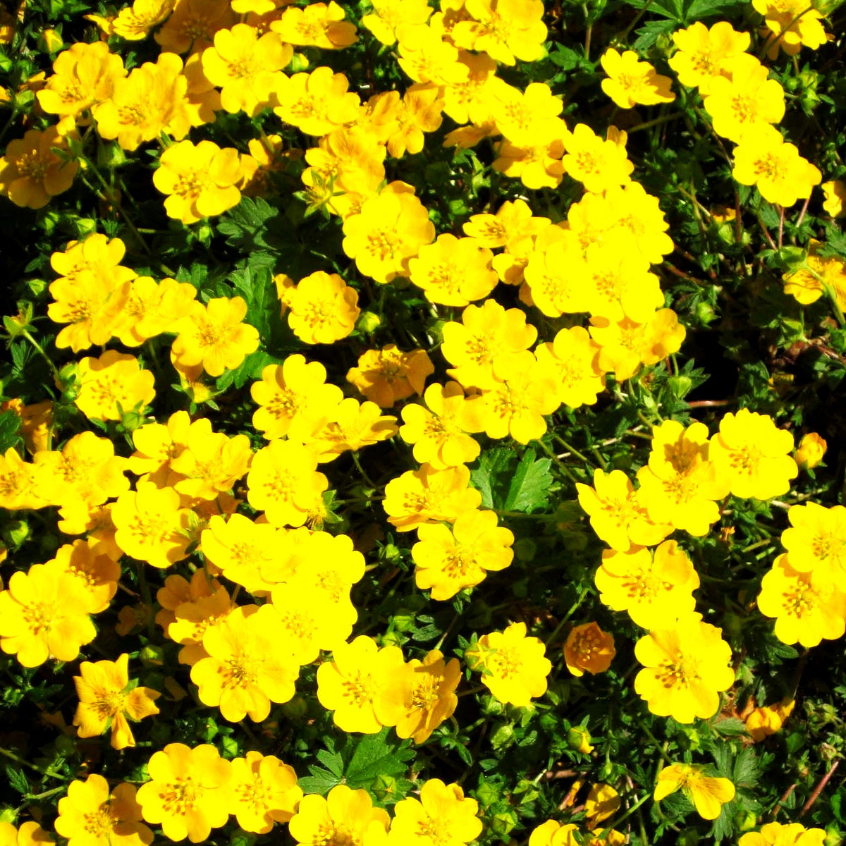 Zottiges Fingerkraut 'Goldrausch' (Potentilla crantzii)