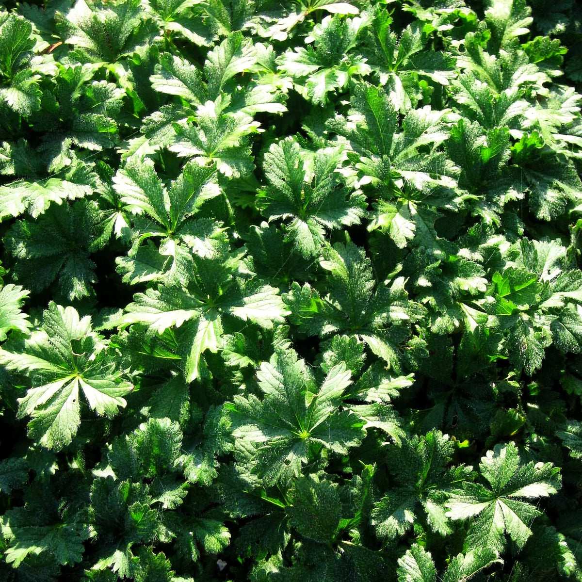 Zottiges Fingerkraut 'Goldrausch' (Potentilla crantzii)
