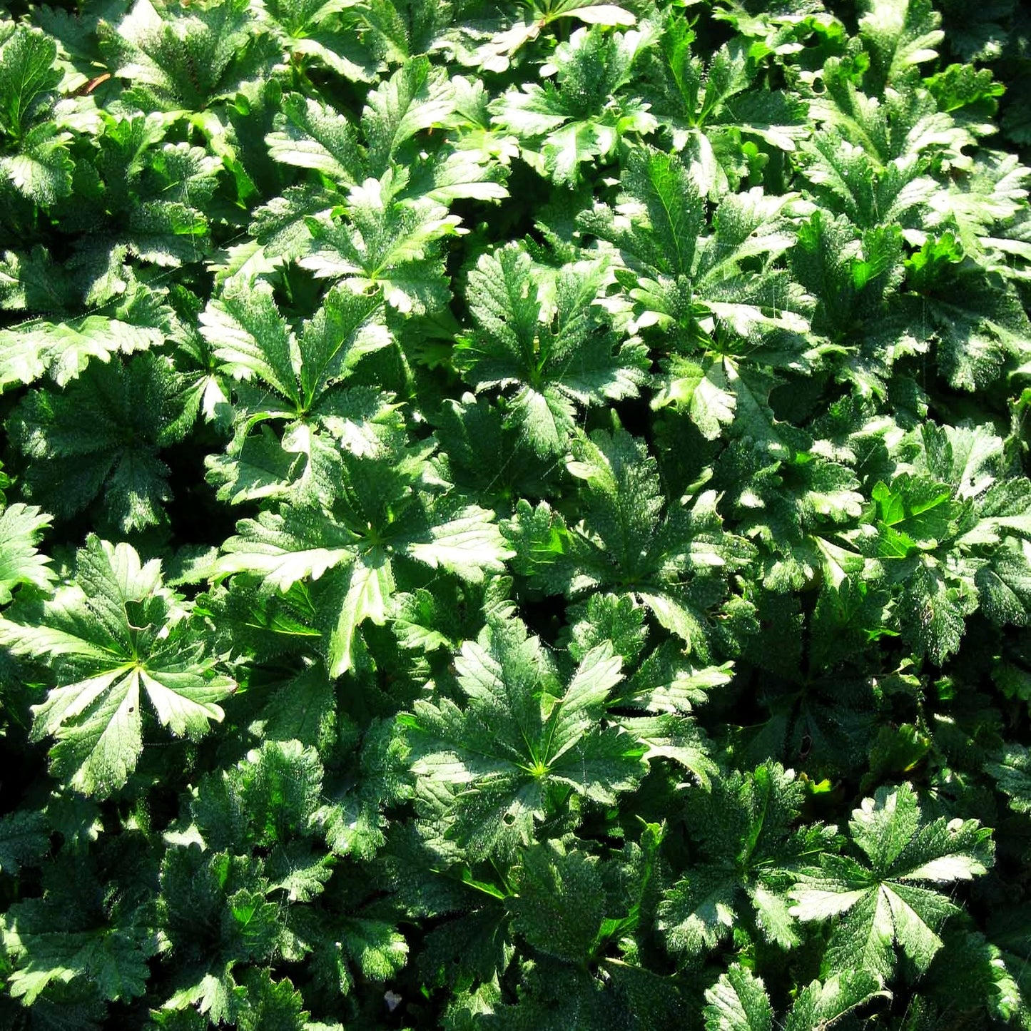 Zottiges Fingerkraut 'Goldrausch' (Potentilla crantzii)