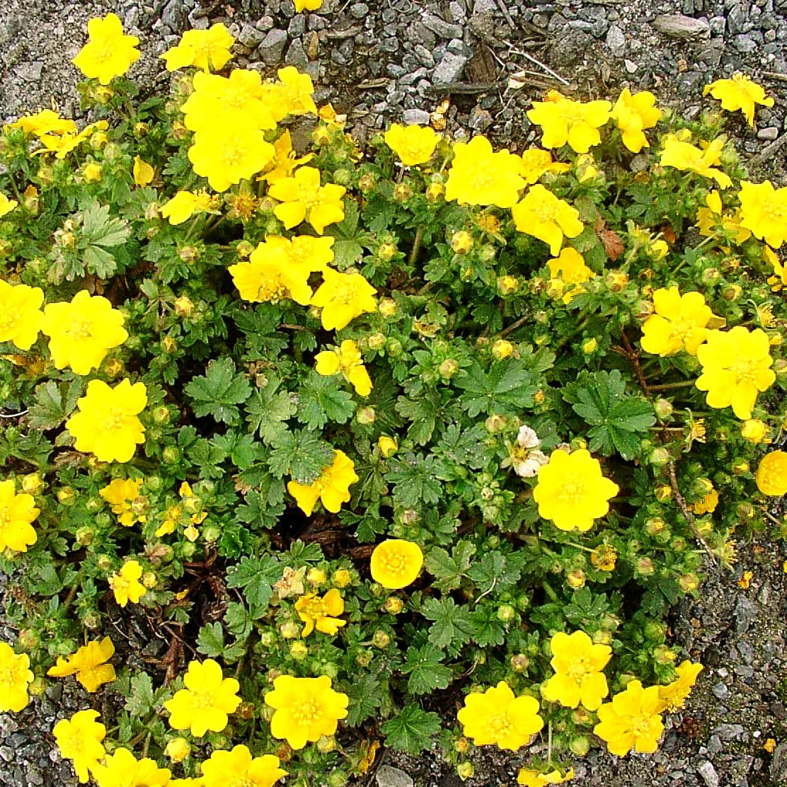 Zottiges Fingerkraut 'Goldrausch' (Potentilla crantzii)