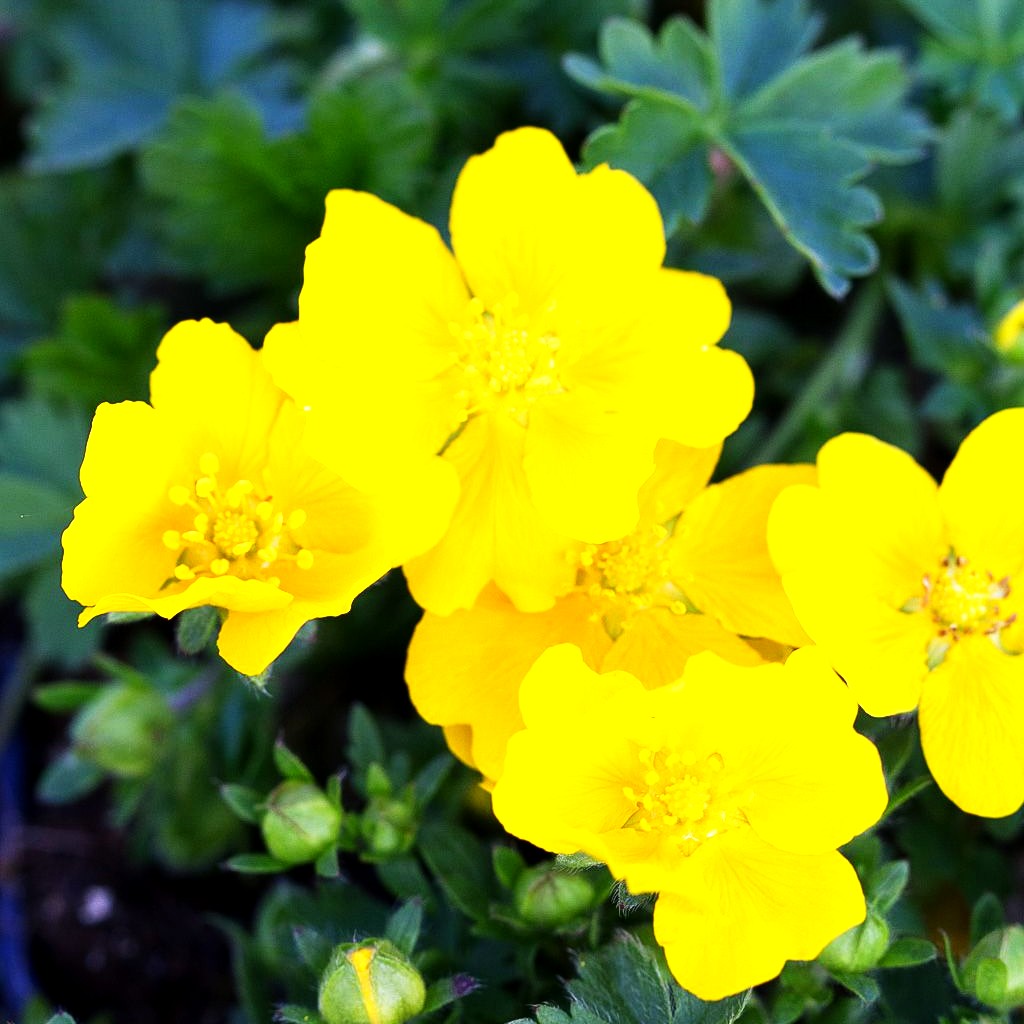 Zottiges Fingerkraut 'Goldrausch' (Potentilla crantzii)