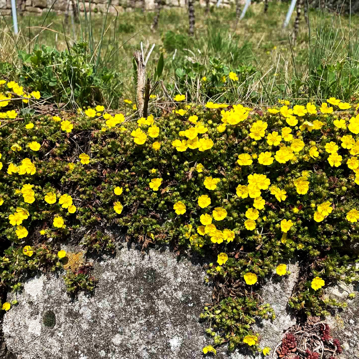 Zottiges Fingerkraut 'Goldrausch' (Potentilla crantzii)