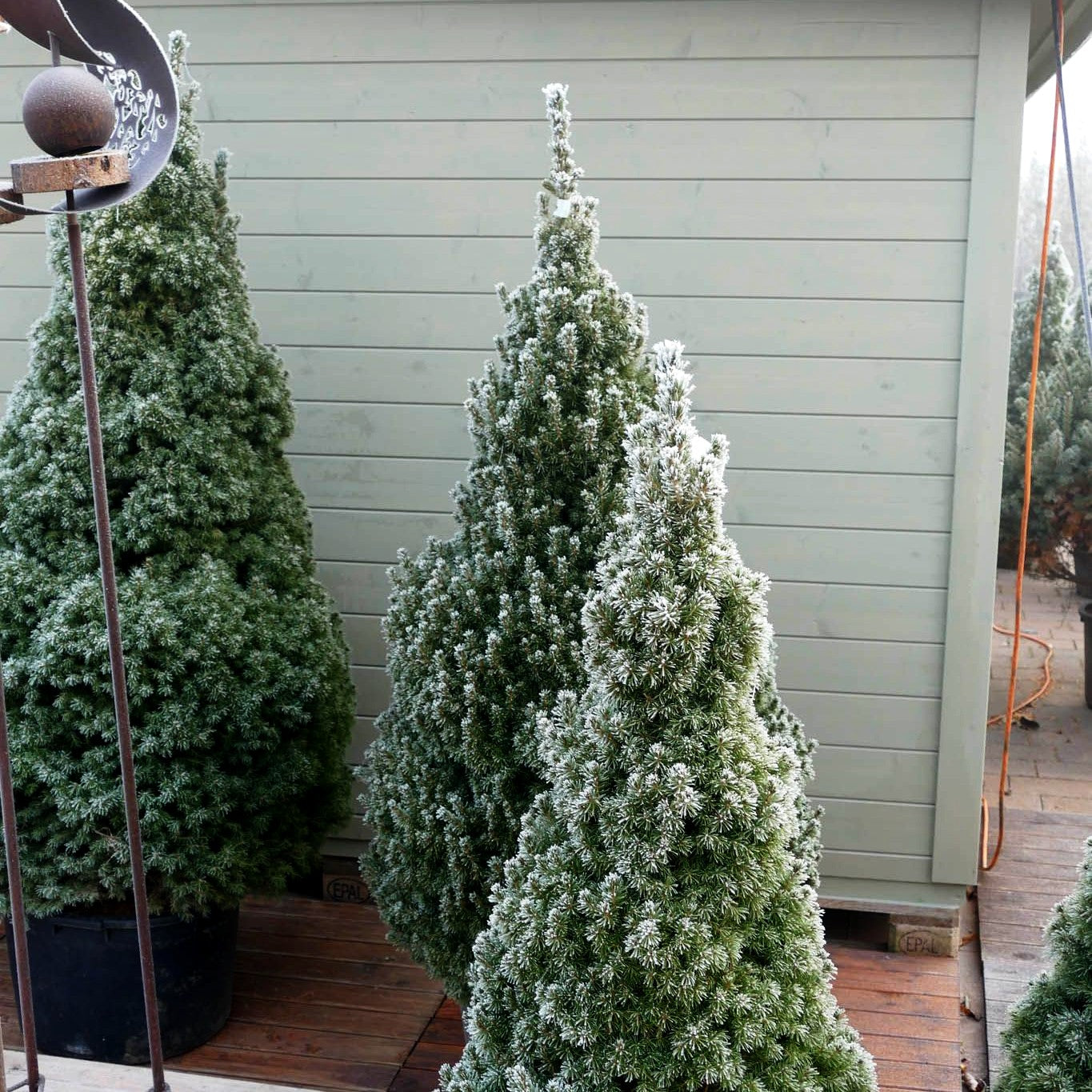 Zuckerhut-Fichte 'Conica' (Picea glauca)