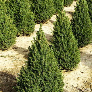 Zuckerhut-Fichte 'Conica' (Picea glauca)