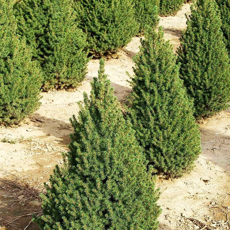 Zuckerhut-Fichte 'Conica' (Picea glauca)