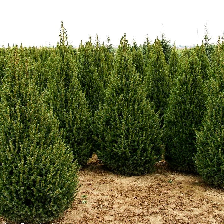 Zuckerhut-Fichte 'Conica' (Picea glauca)