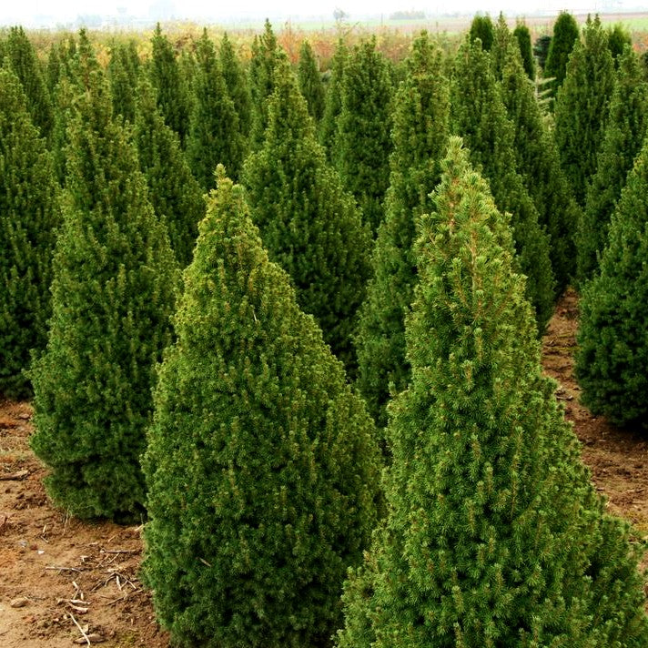 Zuckerhut-Fichte 'Conica' (Picea glauca)