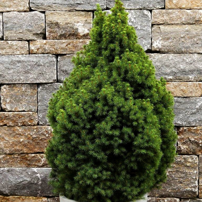 Zuckerhut-Fichte 'Conica' (Picea glauca)