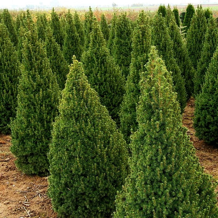 Zuckerhut-Fichte 'Conica' (Picea glauca)