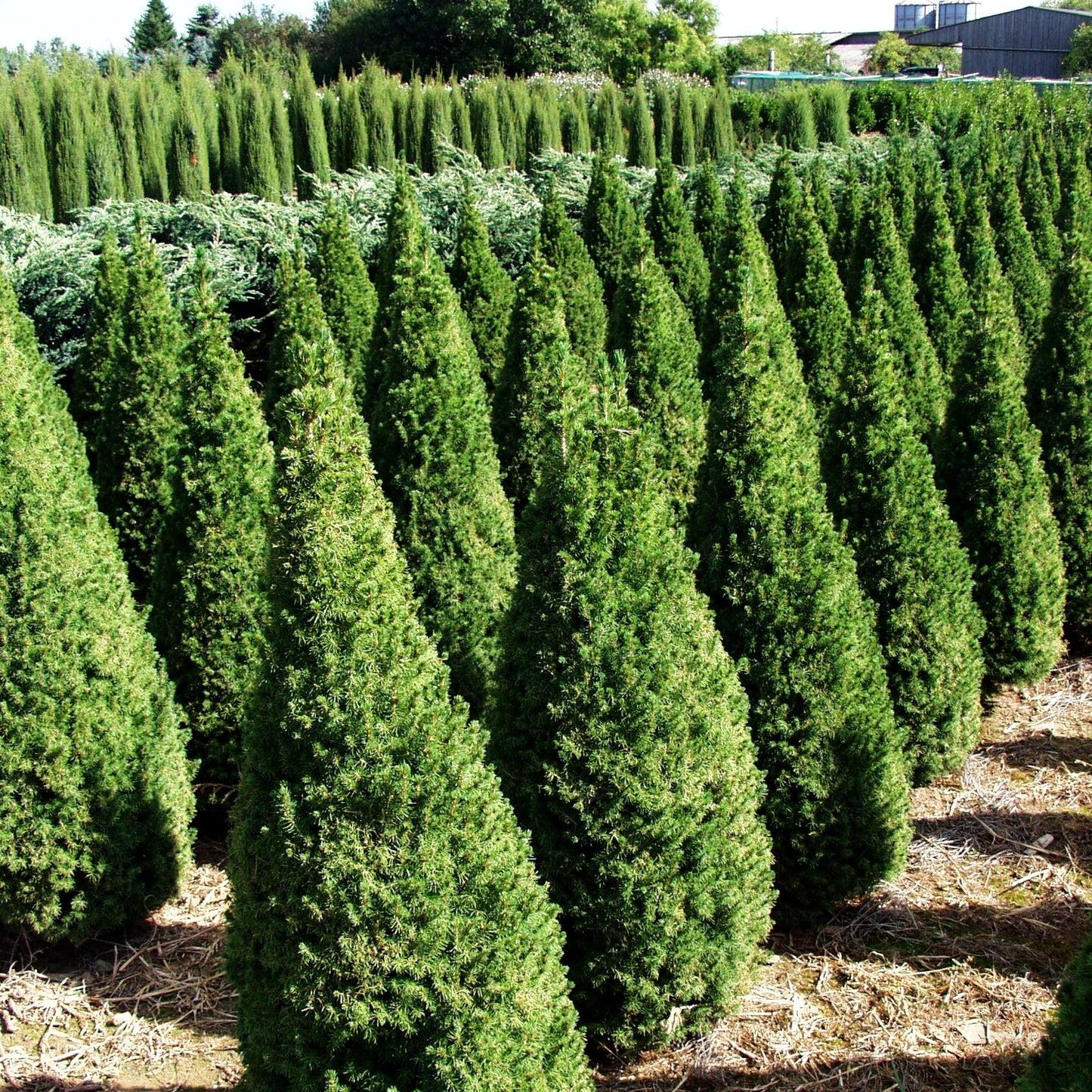 Zuckerhut-Fichte 'Conica' (Picea glauca)