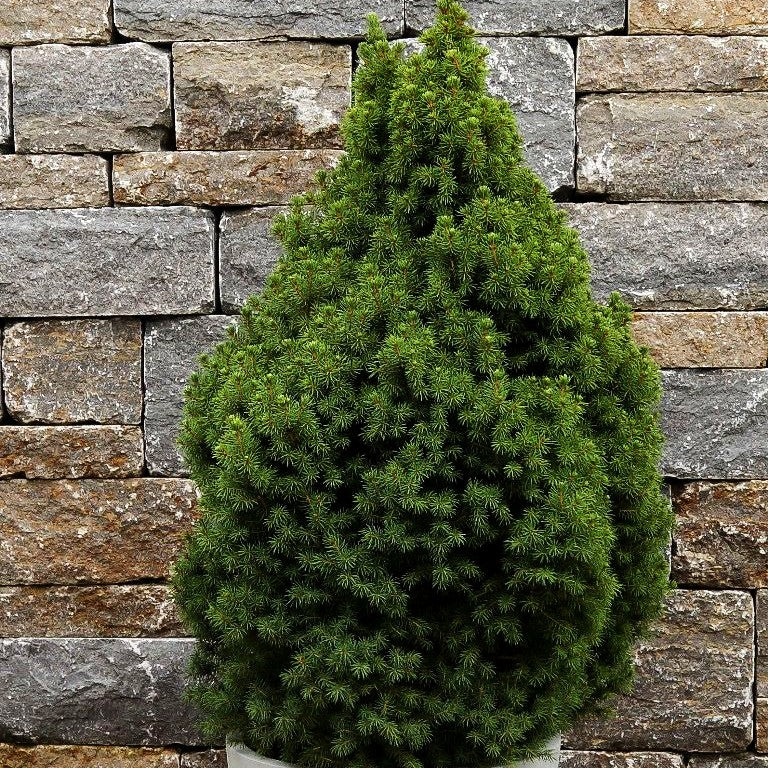 Zuckerhut-Fichte 'Conica' (Picea glauca)