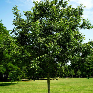 Zürgelbaum (Celtis australis)