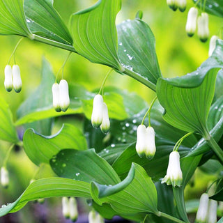 Zweiblütiges Salomonssiegel (Polygonatum biflorum)