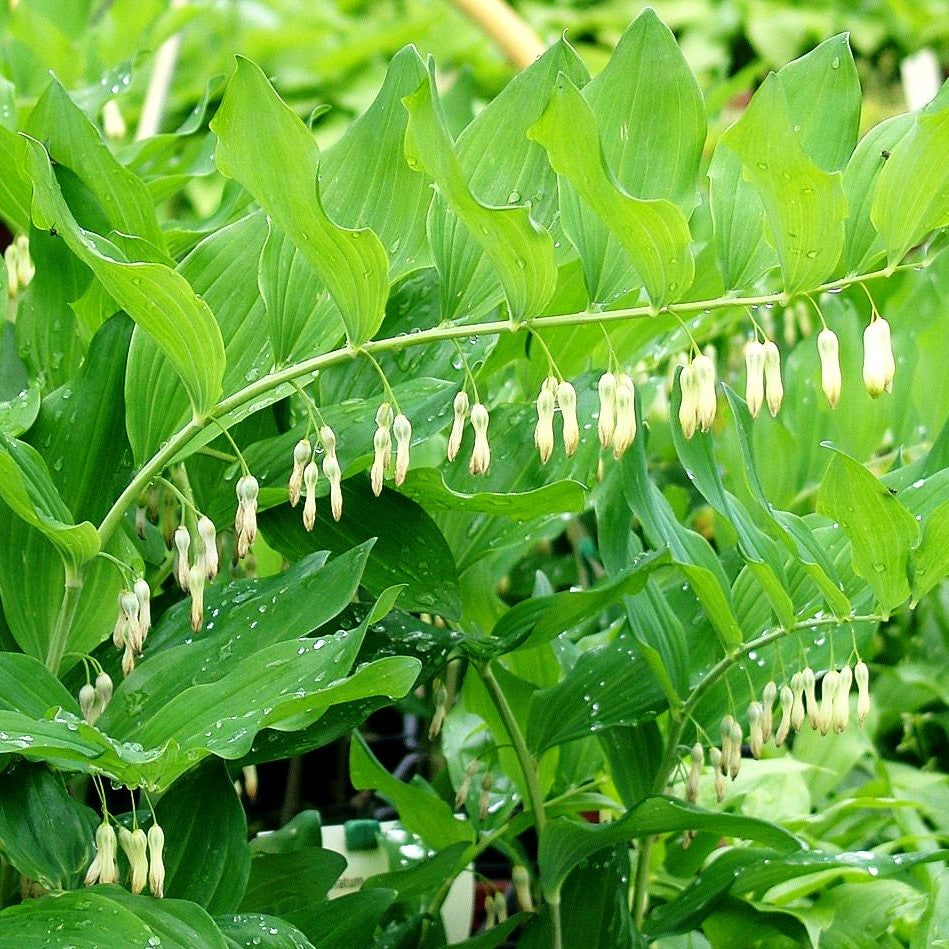 Zweiblütiges Salomonssiegel (Polygonatum biflorum)