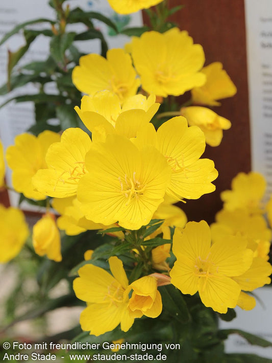 Zweijährige Nachtkerze (Oenothera biennis)
