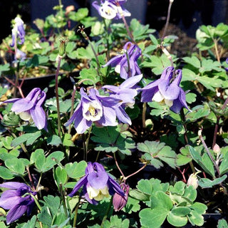 Zwerg-Akelei 'Blue Angel' (Aquilegia flabellata)