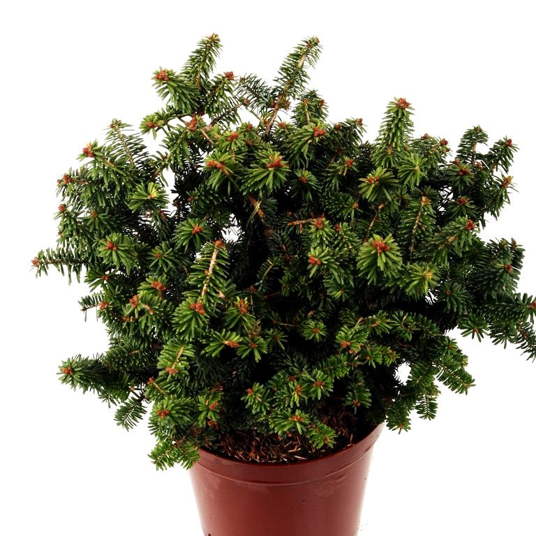 Zwerg-Balsam-Tanne 'Piccolo' (Abies balsamea)