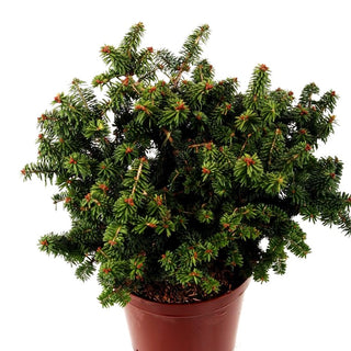 Zwerg-Balsam-Tanne 'Piccolo' (Abies balsamea)