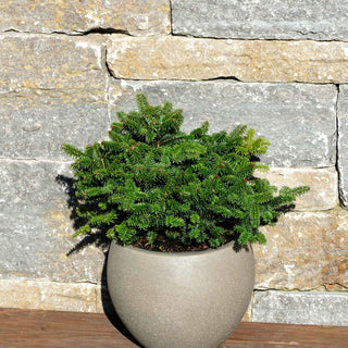 Zwerg-Balsam-Tanne 'Piccolo' (Abies balsamea)
