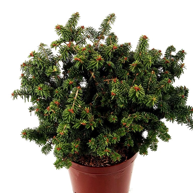 Zwerg-Balsam-Tanne 'Piccolo' (Abies balsamea)