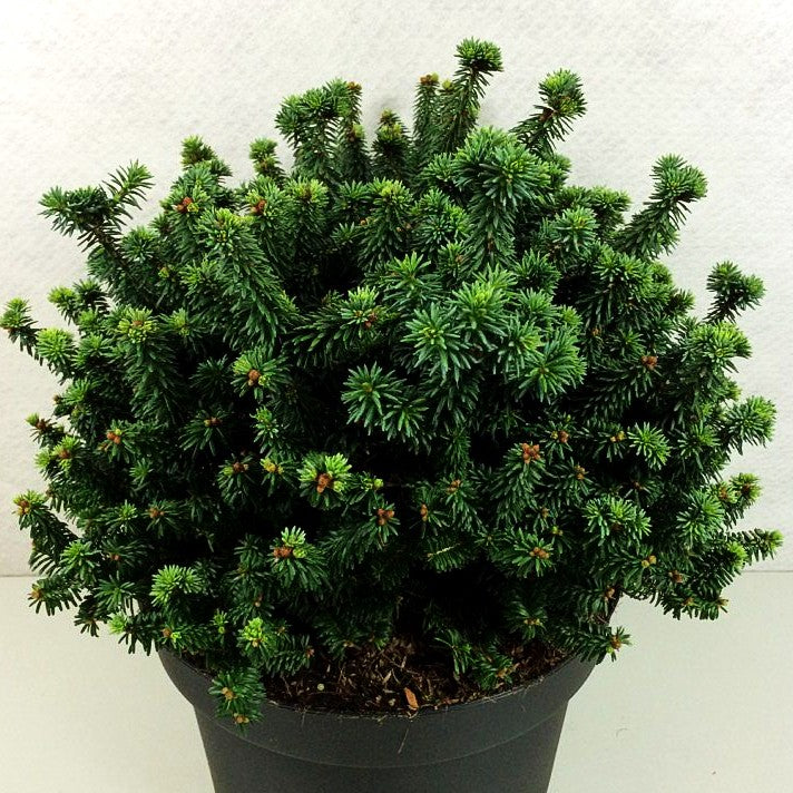 Zwerg-Balsam-Tanne 'Piccolo' (Abies balsamea)
