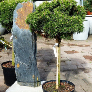 Zwerg-Berg-Kiefer 'Benjamin' (Pinus mugo)