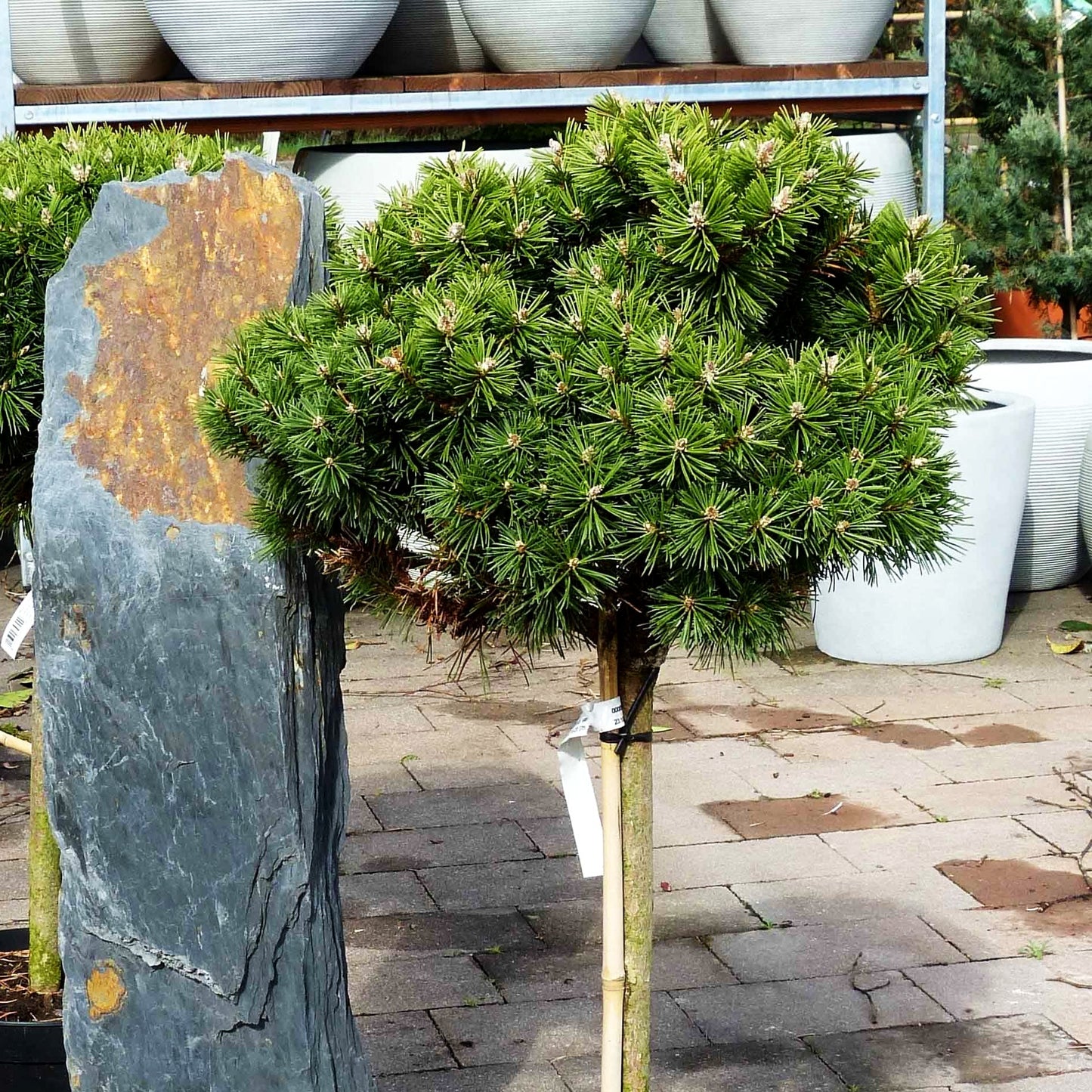Zwerg-Berg-Kiefer 'Benjamin' (Pinus mugo)