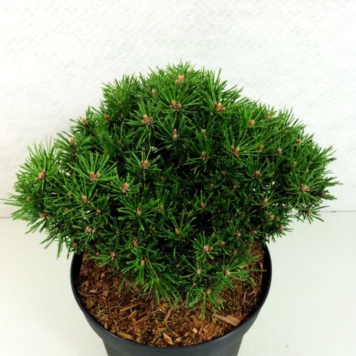 Zwerg-Berg-Kiefer 'Benjamin' (Pinus mugo)