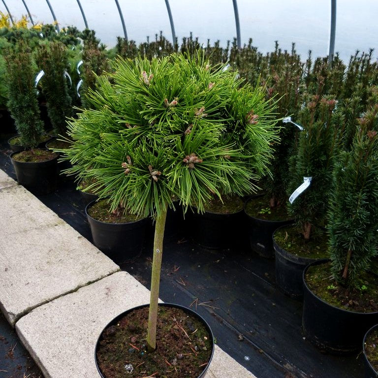 Zwerg-Berg-Kiefer 'Benjamin' (Pinus mugo)