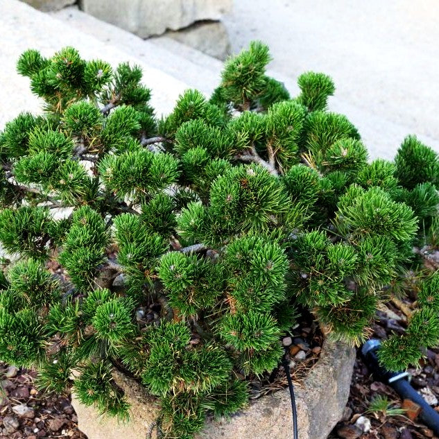 Zwerg-Berg-Kiefer 'Jacobsen' (Pinus mugo)