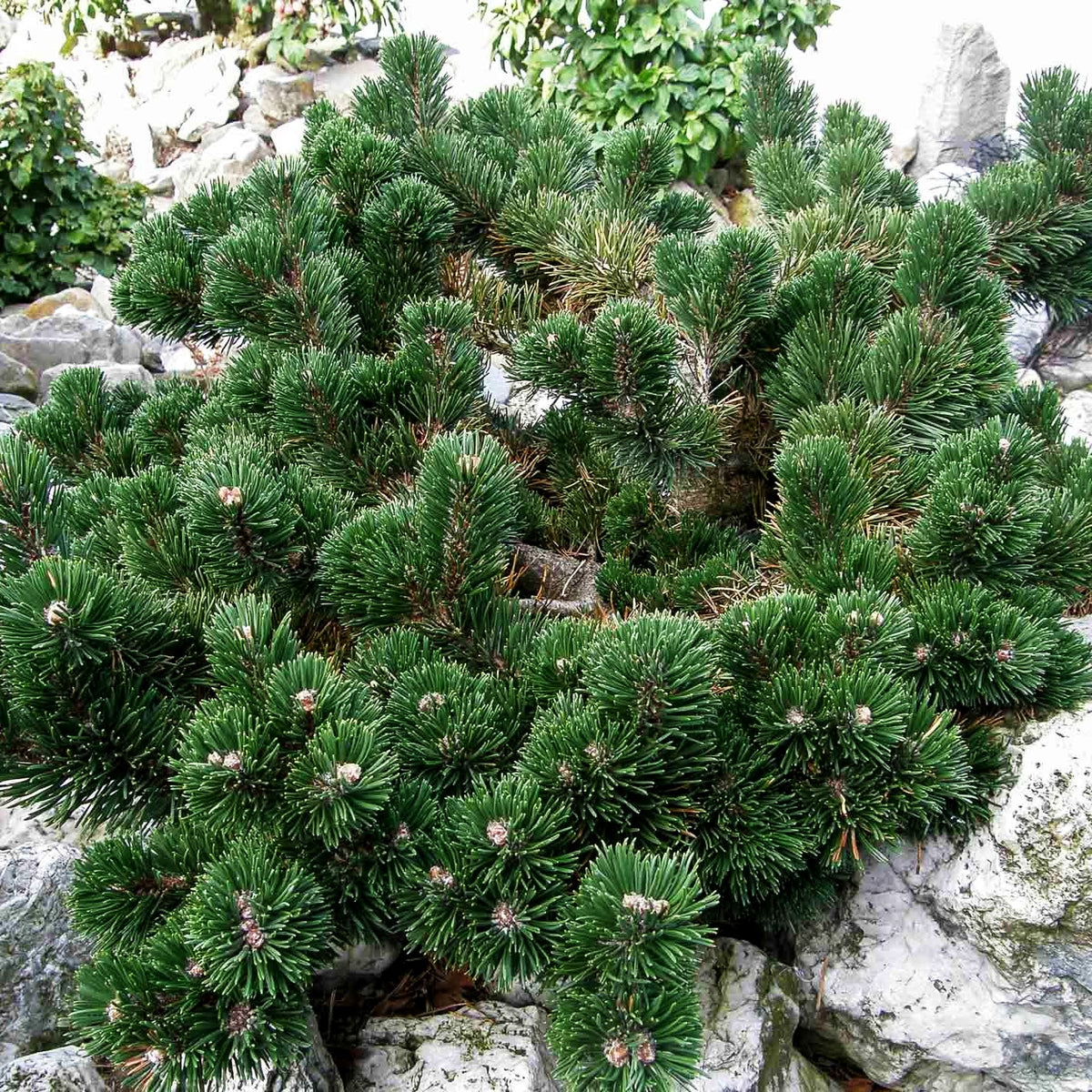 Zwerg-Berg-Kiefer 'Jacobsen' (Pinus mugo)
