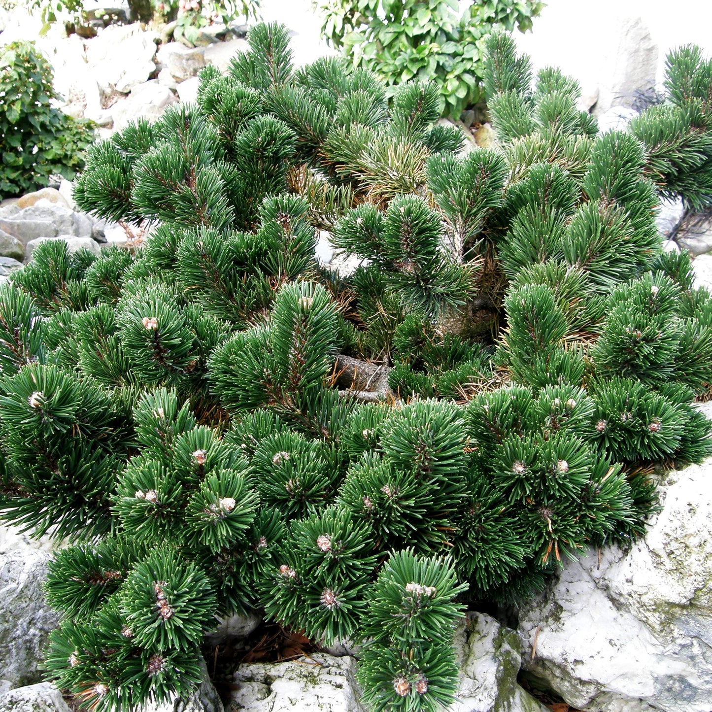 Zwerg-Berg-Kiefer 'Jacobsen' (Pinus mugo)
