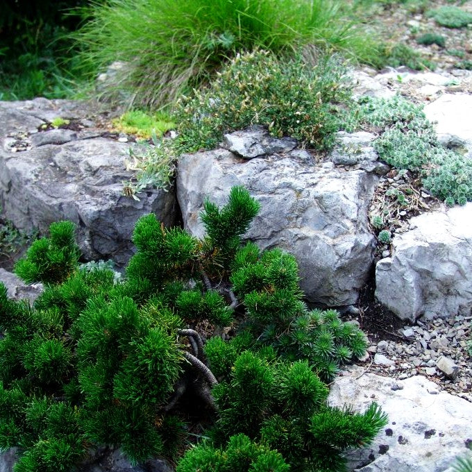 Zwerg-Berg-Kiefer 'Jacobsen' (Pinus mugo)