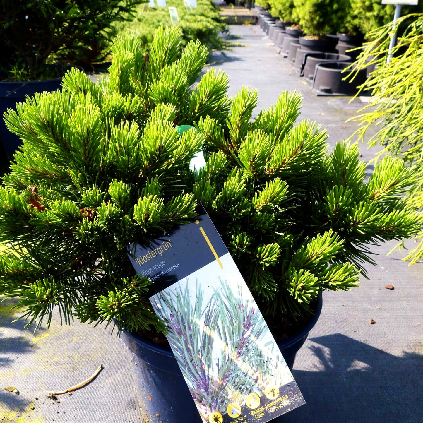 Zwerg-Berg-Kiefer 'Klostergrün' (Pinus mugo)