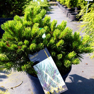 Zwerg-Berg-Kiefer 'Klostergrün' (Pinus mugo)