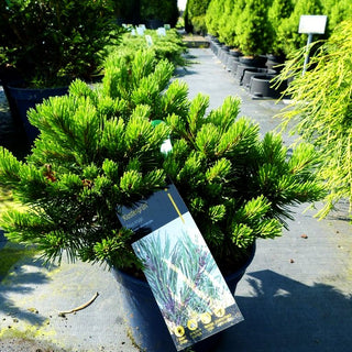 Zwerg-Berg-Kiefer 'Klostergrün' (Pinus mugo)