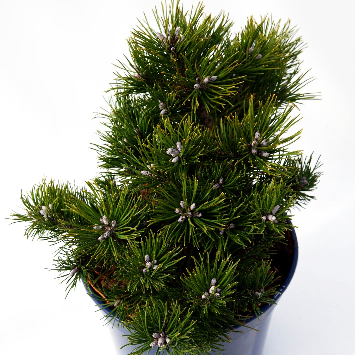 Zwerg-Berg-Kiefer 'Klostergrün' (Pinus mugo)
