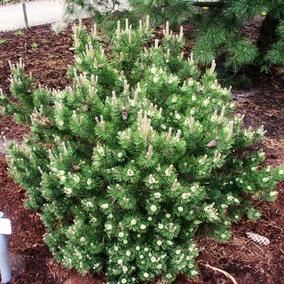 Zwerg-Berg-Kiefer 'Laurin' (Pinus mugo)