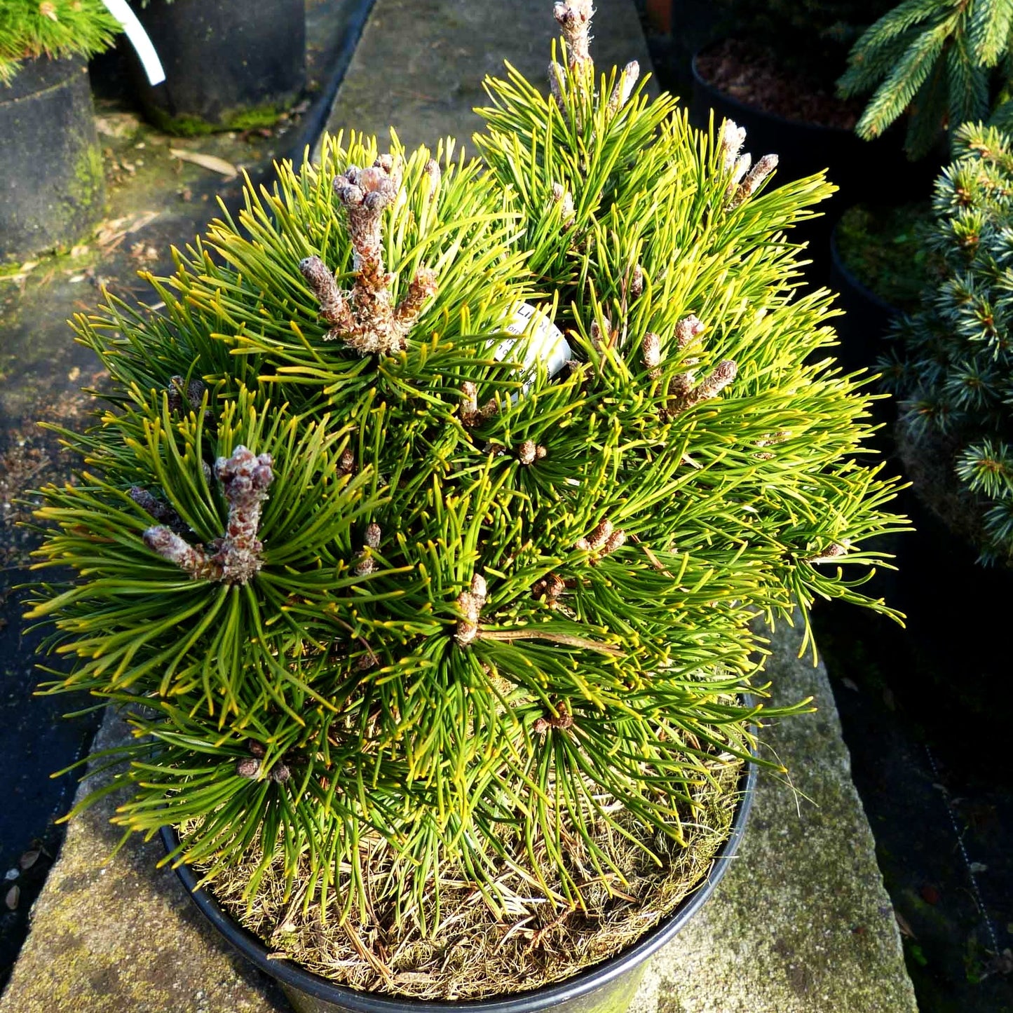 Zwerg Berg-Kiefer 'Liliput' (Pinus mugo)